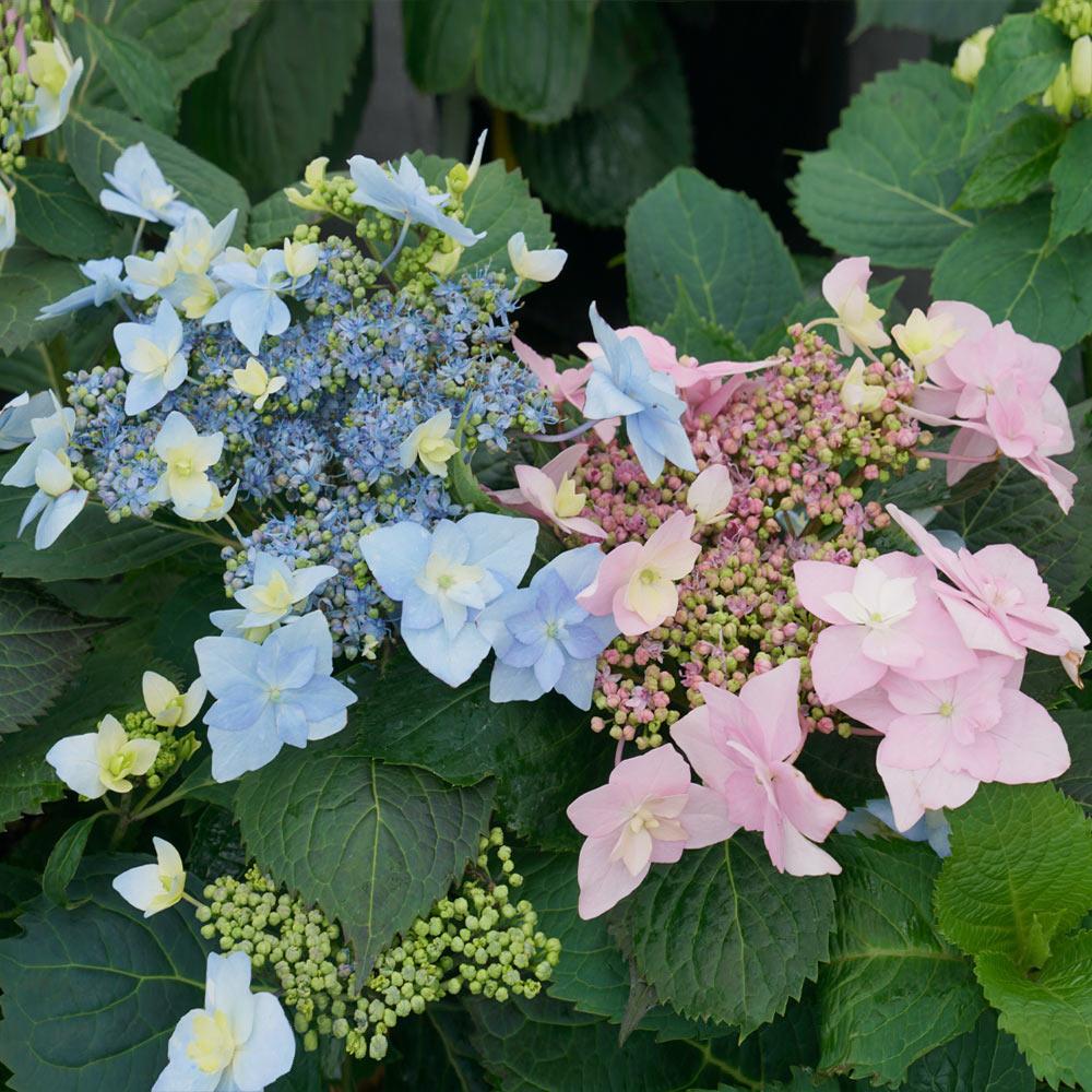 tuff_stuff_ah-ha_hydrangea_1