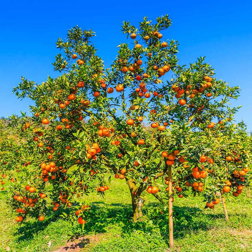 valencia_orange_1_9202206b-ce1e-4c5c-bce9-fd8893fd536f
