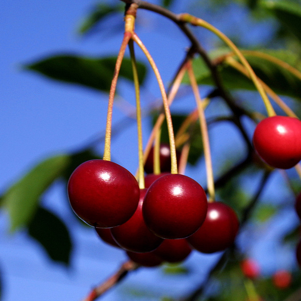 van-sweet-cherry-1_4956ea89-40a4-4580-a7d0-716d8fbebf18