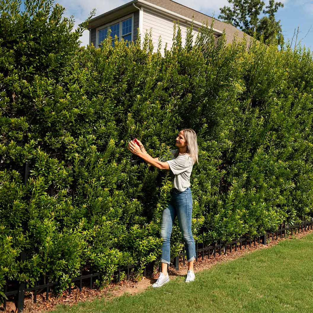 wax-myrtle_1_da770ad4-9e39-4557-b393-206ff3e6ace9
