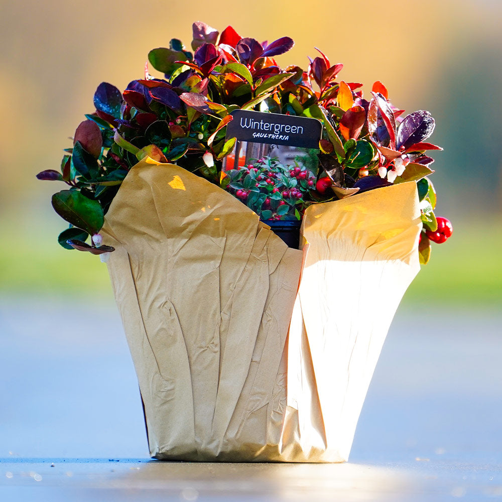 wintergreen-bagged_cc1935e3-3f3b-4598-a2cf-9fb73bb6f583
