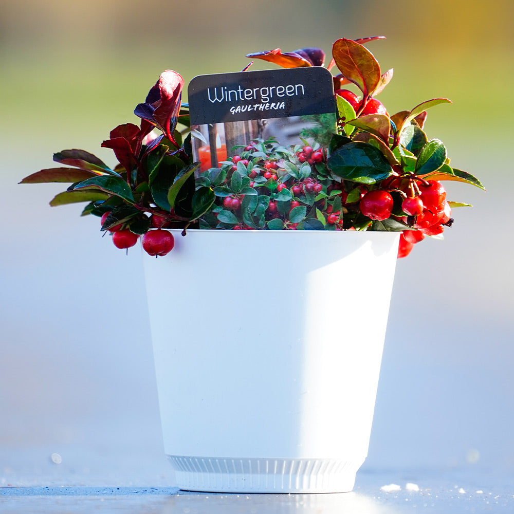 wintergreen-potted_13e7f50f-beea-45d5-ab3c-80940ef2d85c