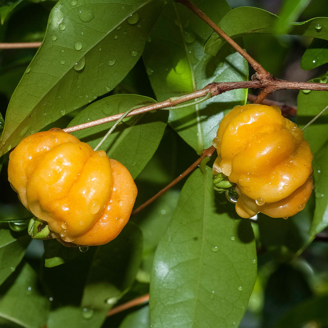 yellow-star-cherry-3_c97c1cc8-369e-4696-afb9-f2d7f49b9e15